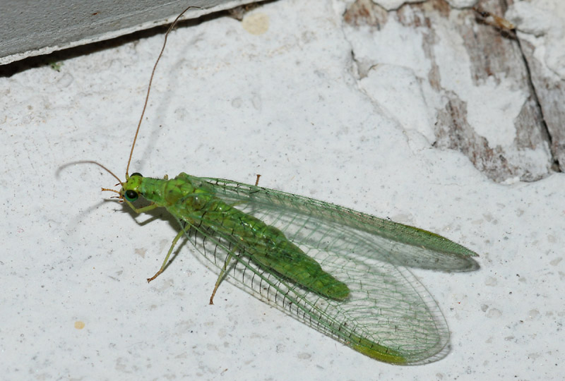 Chrysopa formosa